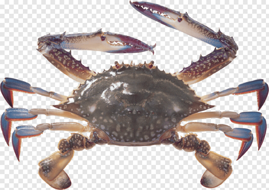 blue-crab # 948942
