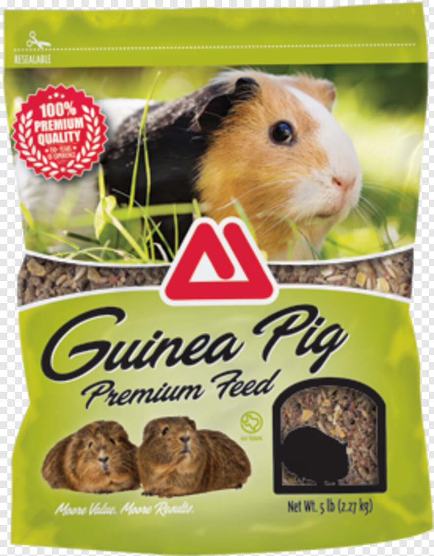 guinea-pig # 841655