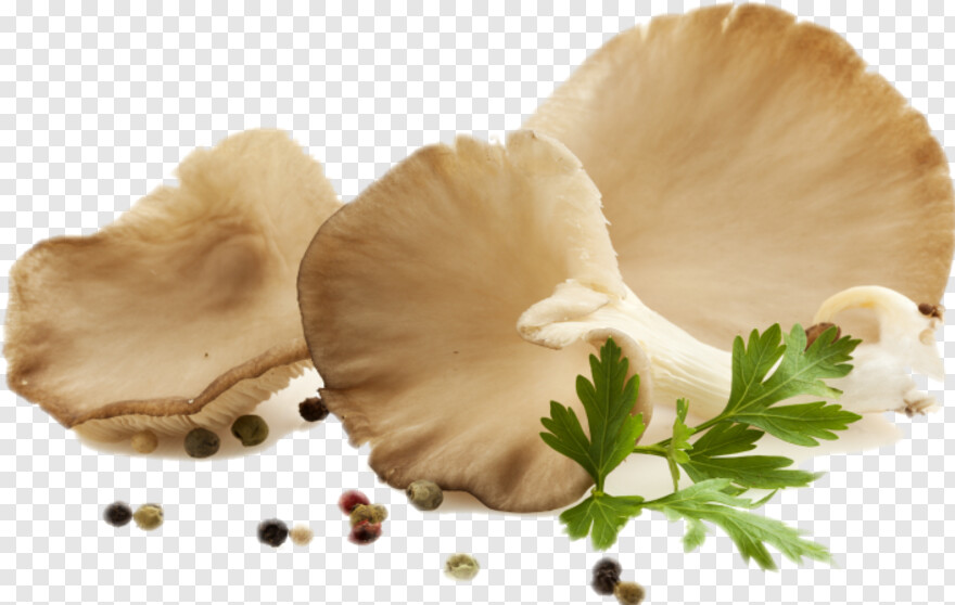 mushroom # 888061