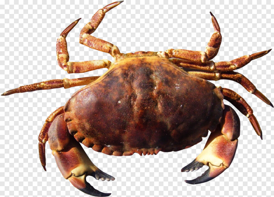 blue-crab # 948948