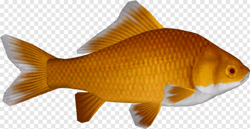 goldfish # 974663