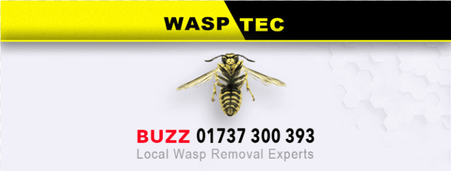 wasp # 960980