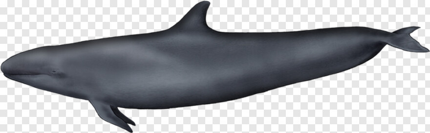 whale # 1028174