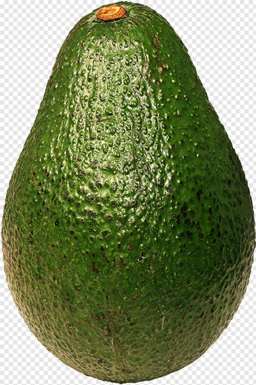 avocado # 440253