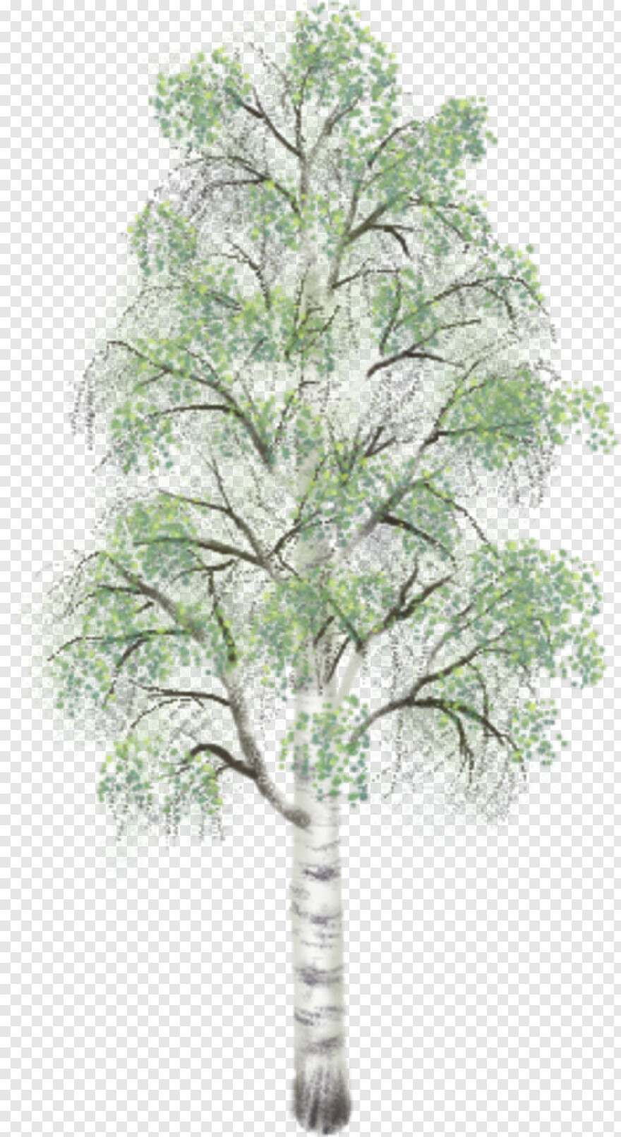 birch-tree # 361430