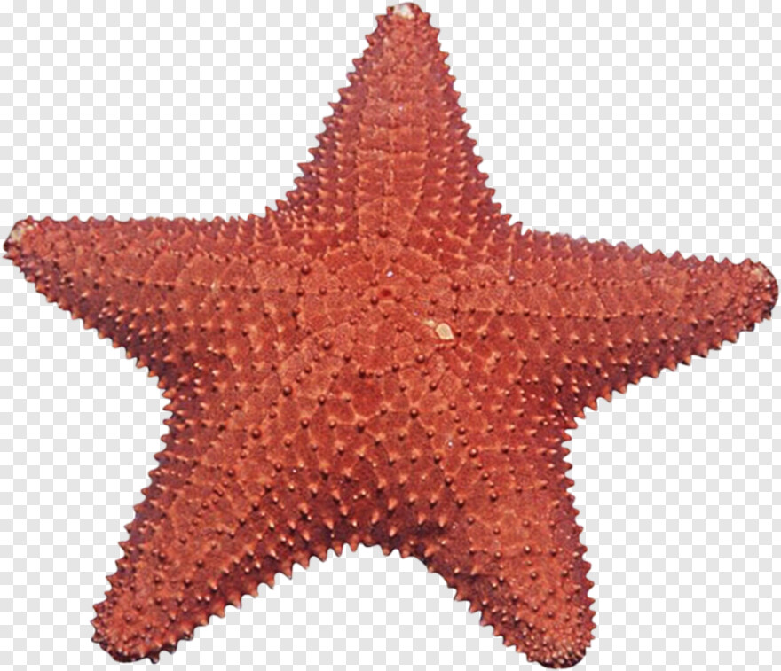 starfish # 957202