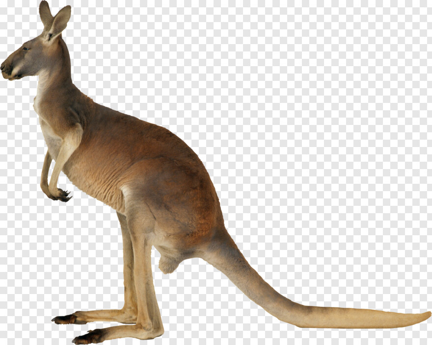 kangaroo # 733836