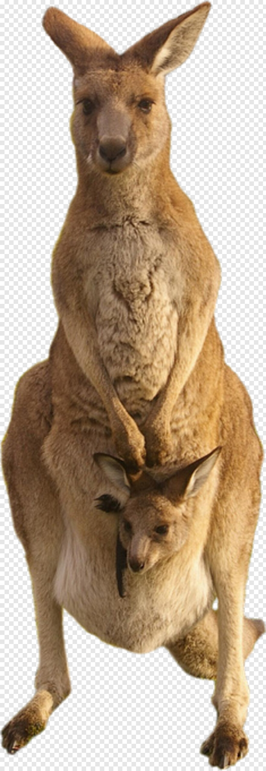 kangaroo # 733813