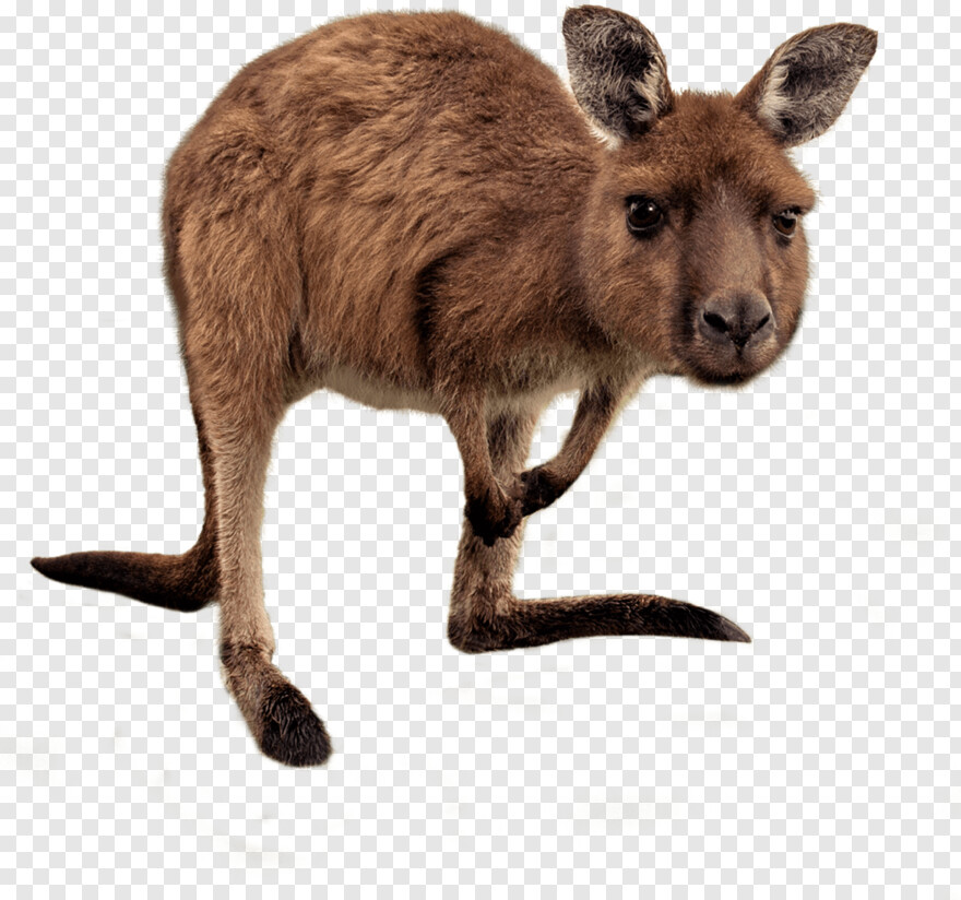 kangaroo # 733810