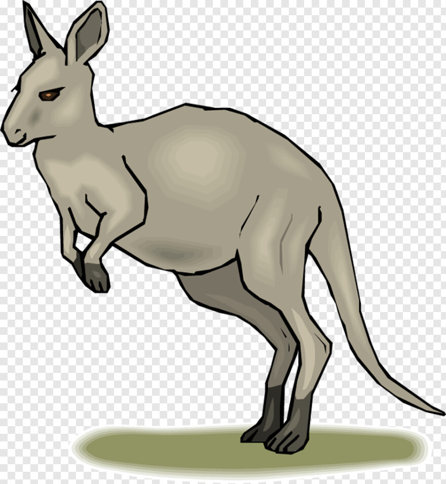 kangaroo # 782065