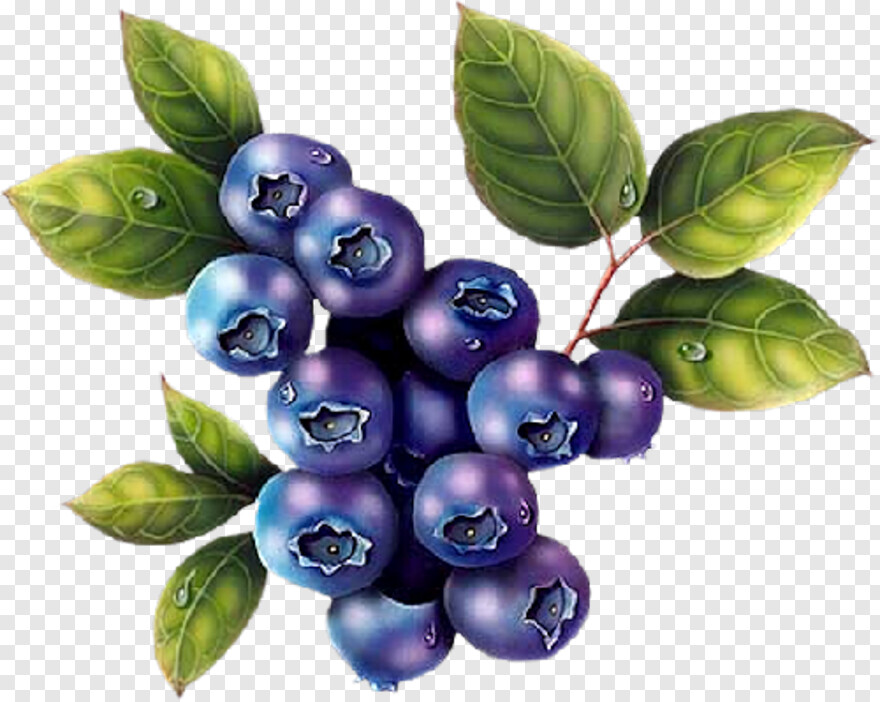 blueberry # 343736