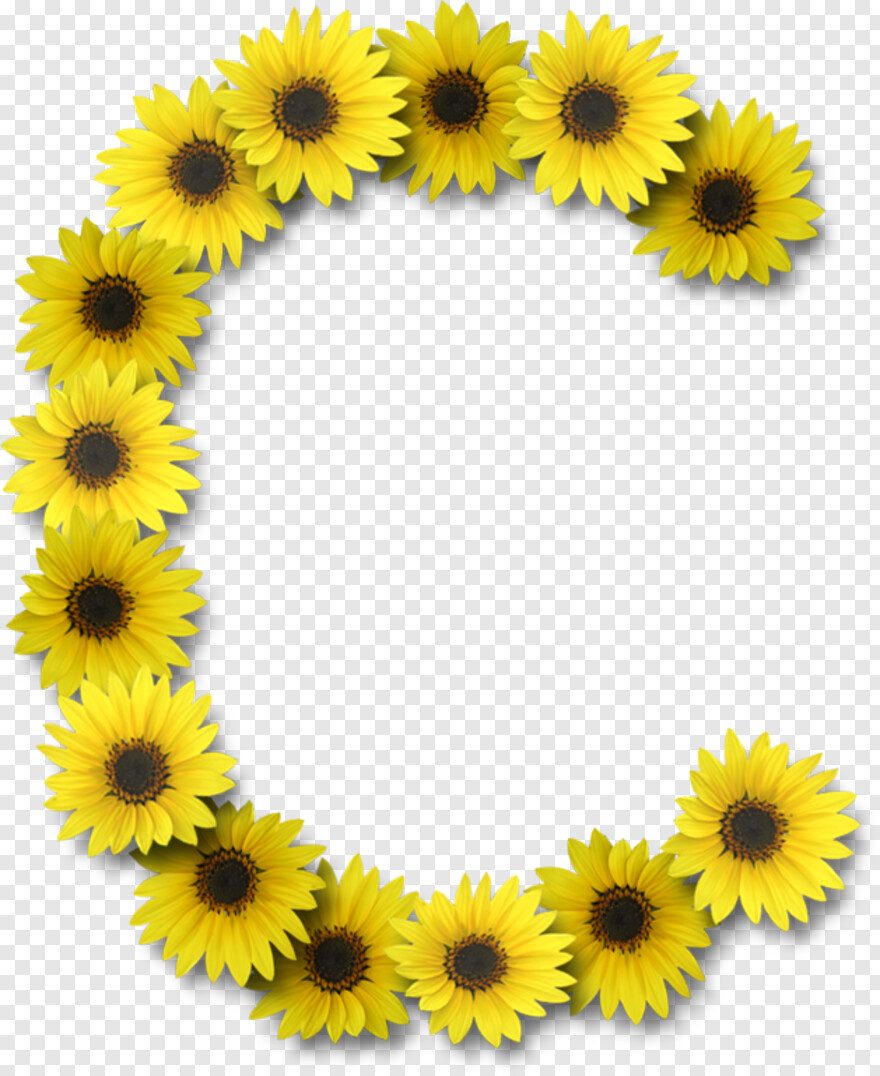 sunflower # 544429