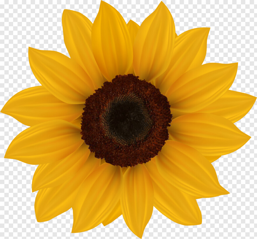 sunflower # 1000188