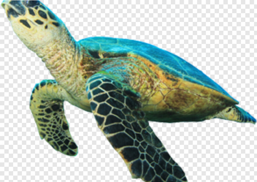 sea-turtle # 455283