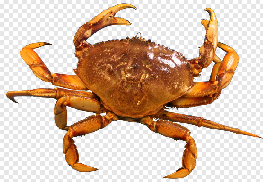 crab # 371664