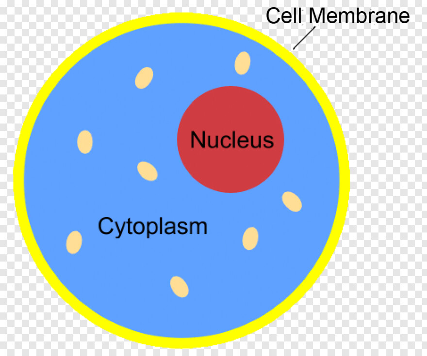 nucleus # 673335