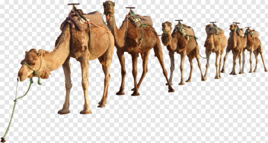 camel # 1080188