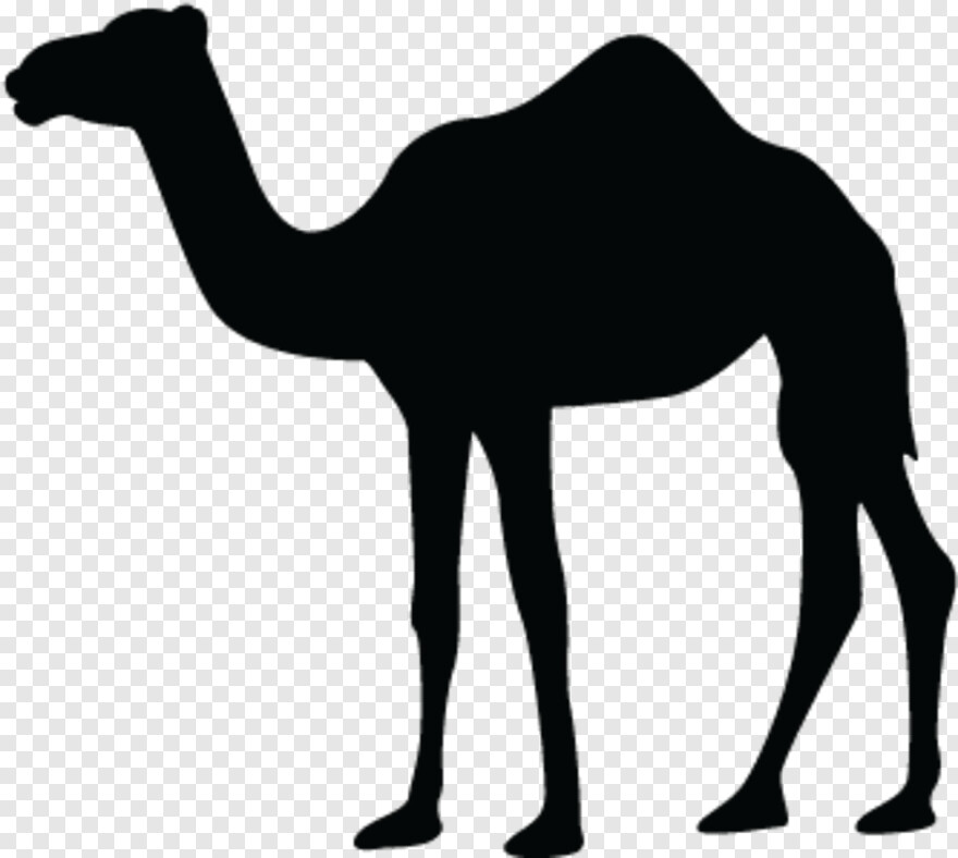 camel # 1080138