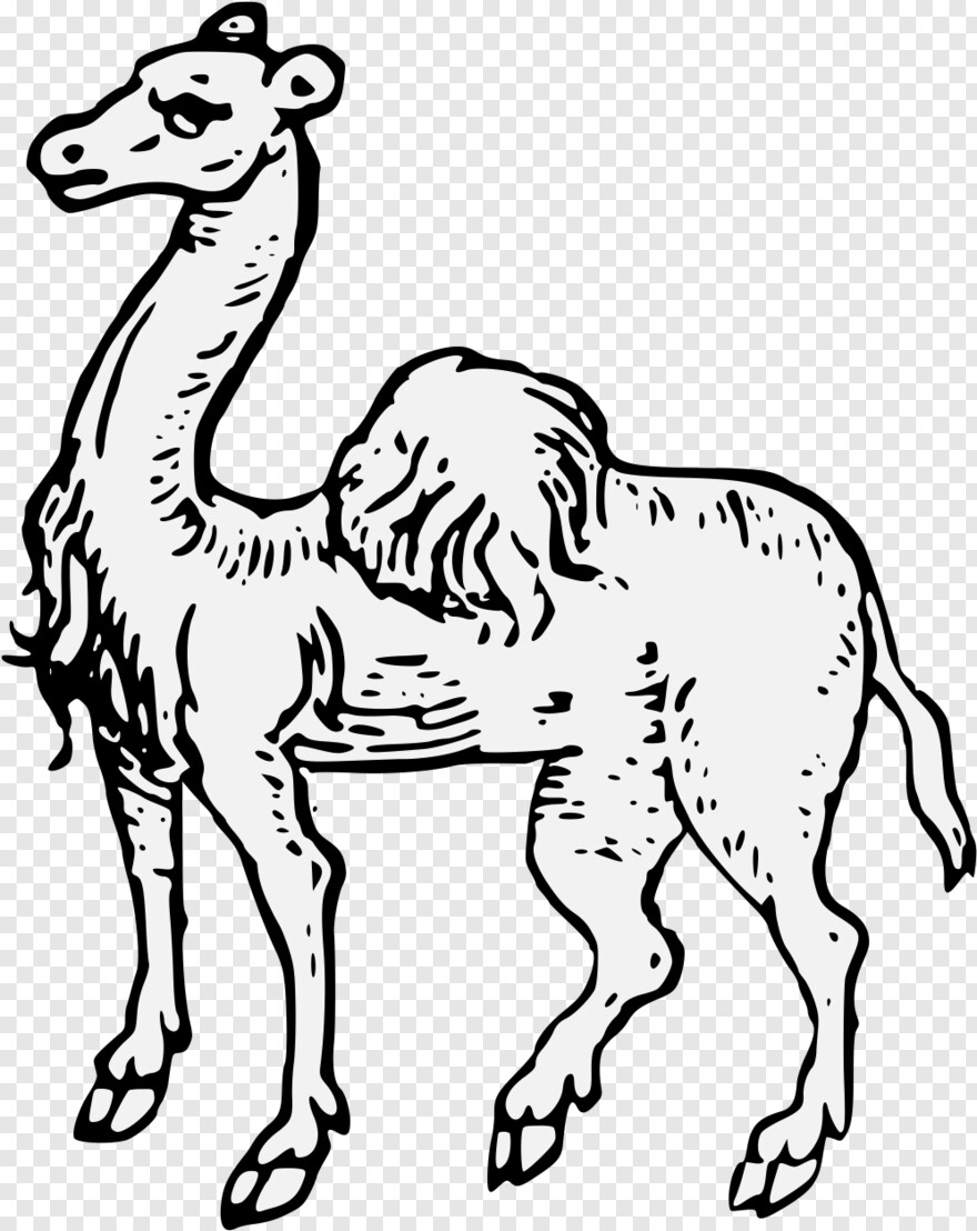 camel # 1080181