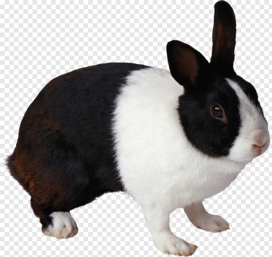 rabbit # 718013