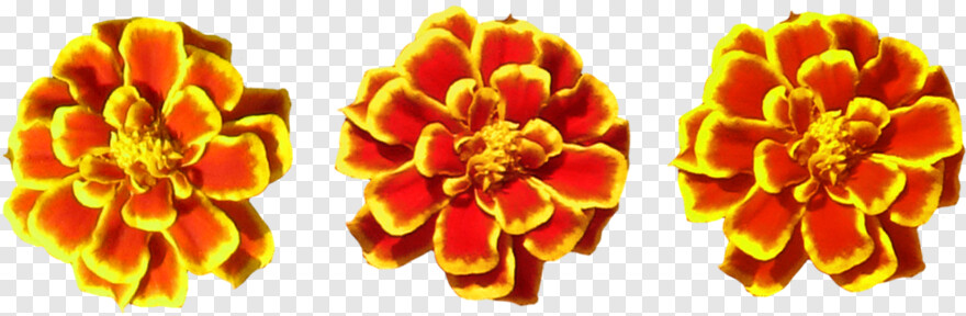marigold-flower # 701183