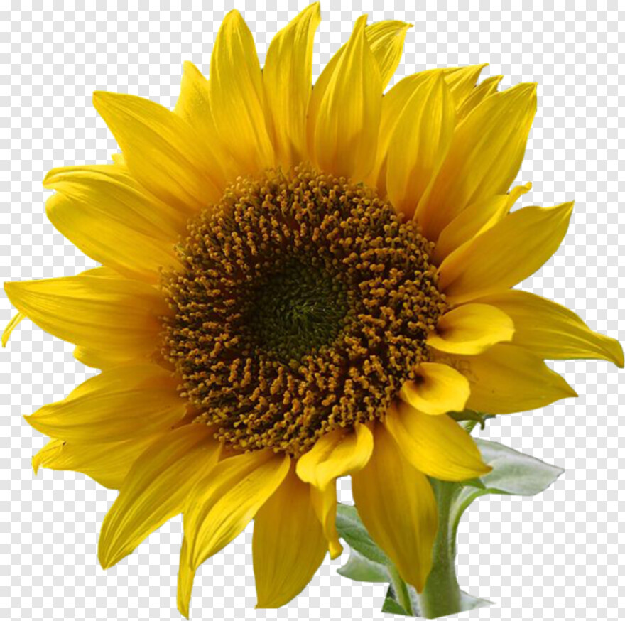 sunflower-clipart # 428658
