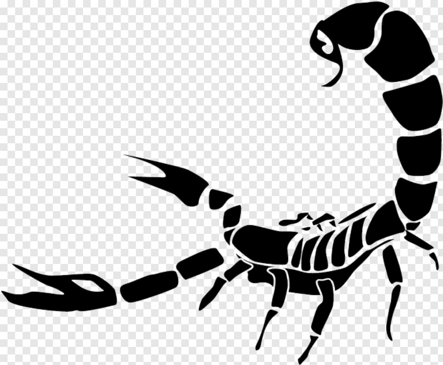 scorpion # 627058