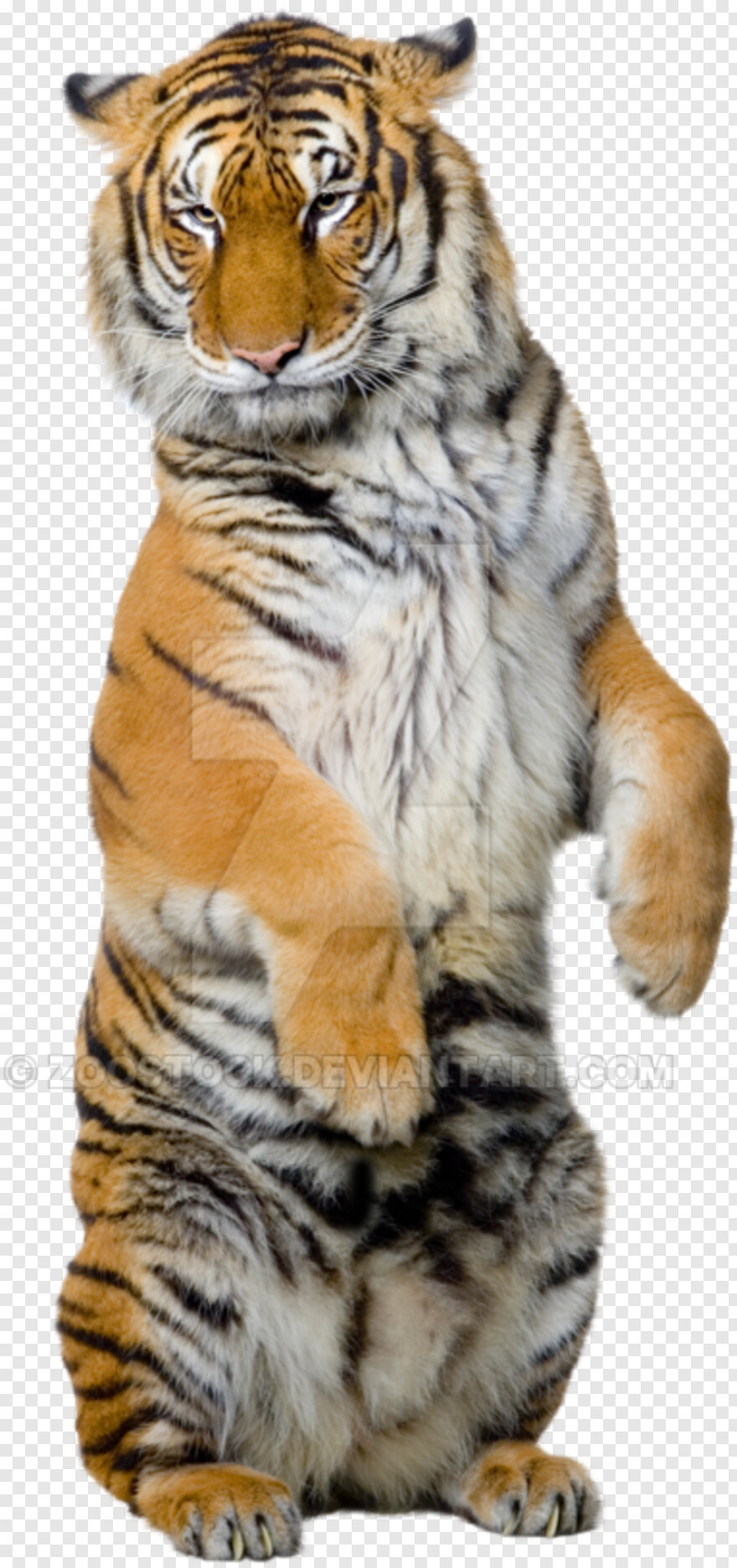 tiger-paw # 428638