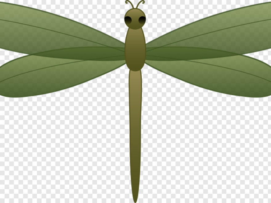 dragonfly # 884964