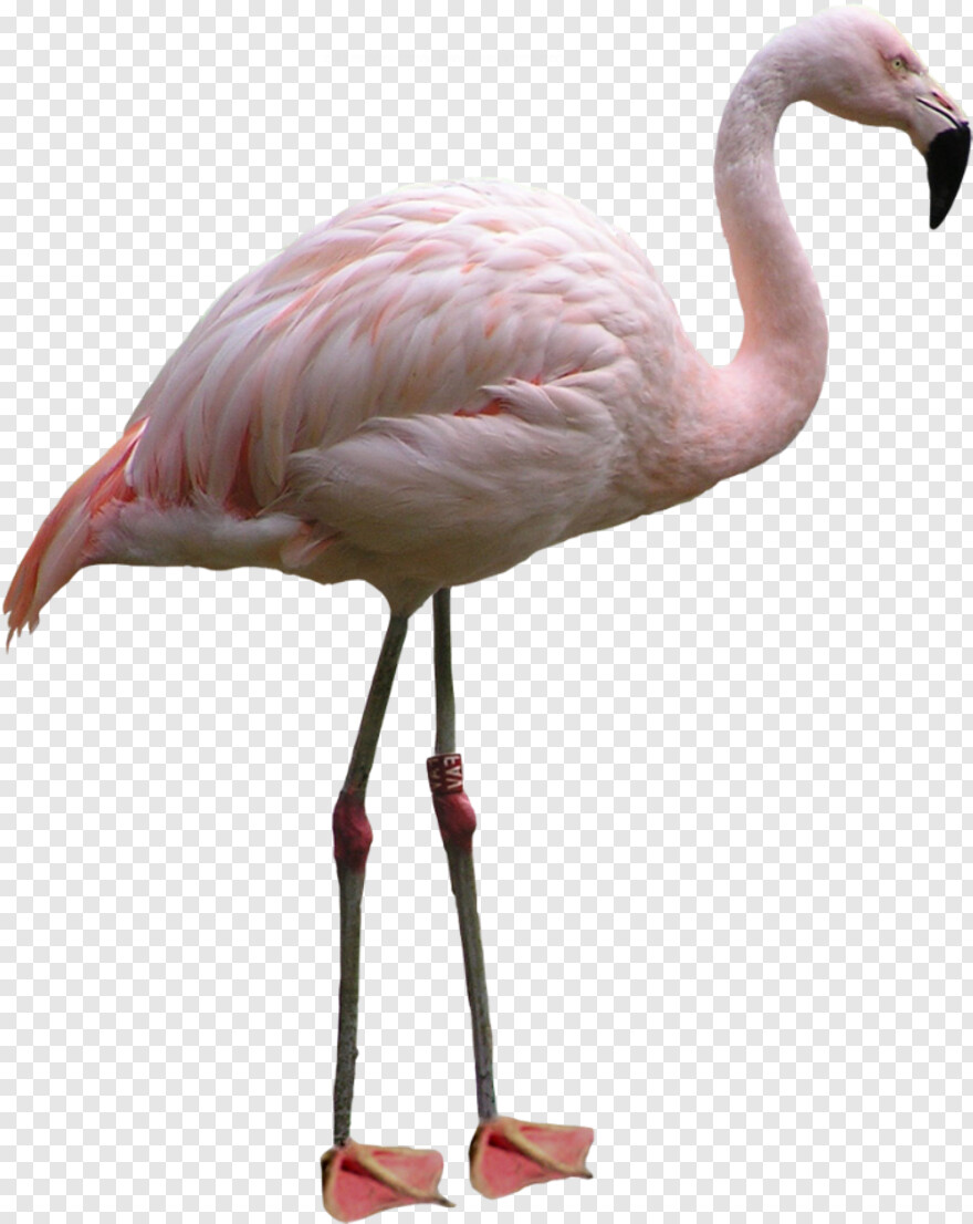 flamingo # 828810