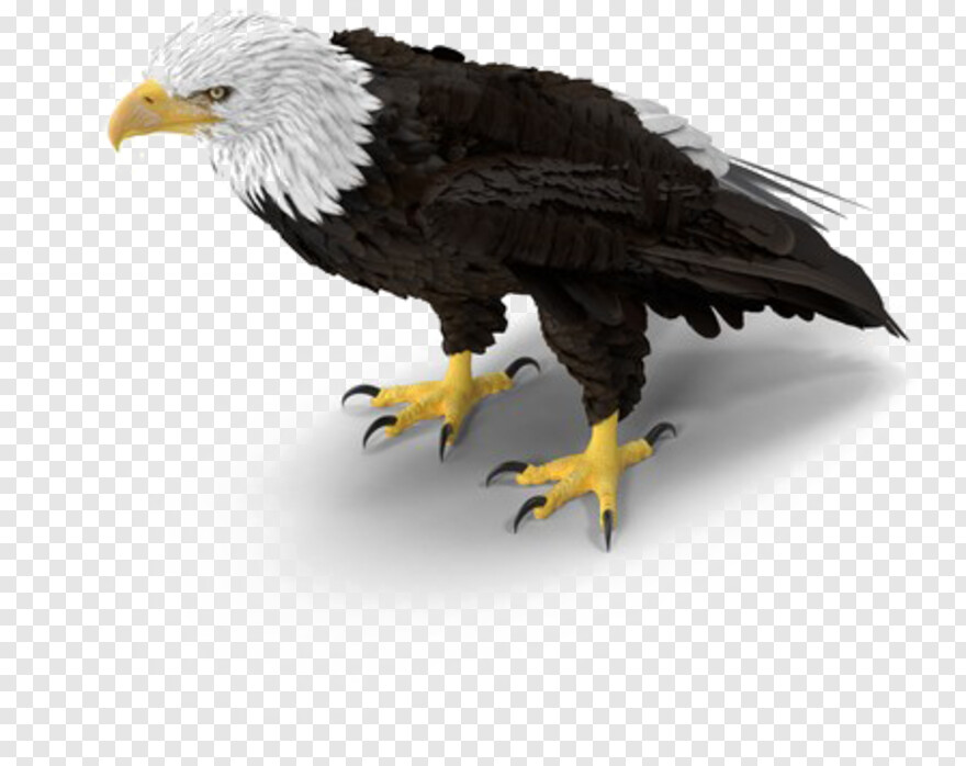 eagle # 419557