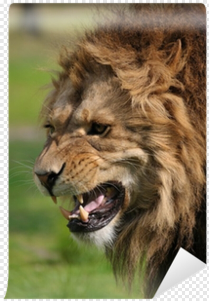 angry-lion-images # 514437