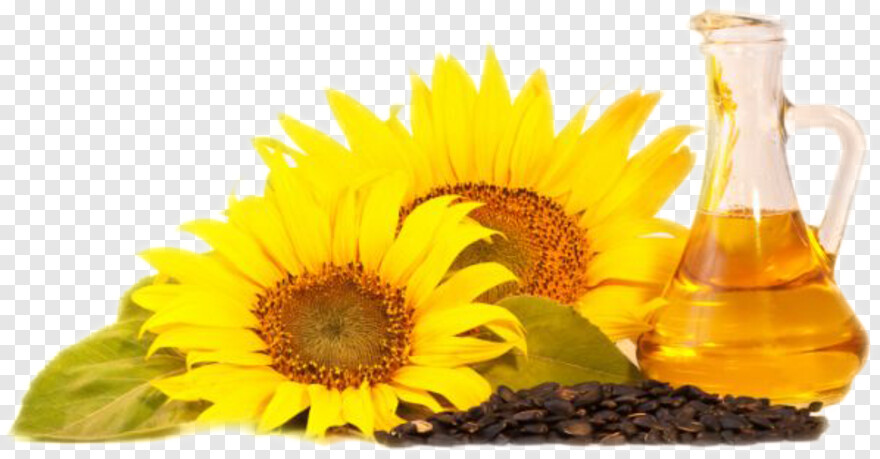 sunflower # 671300