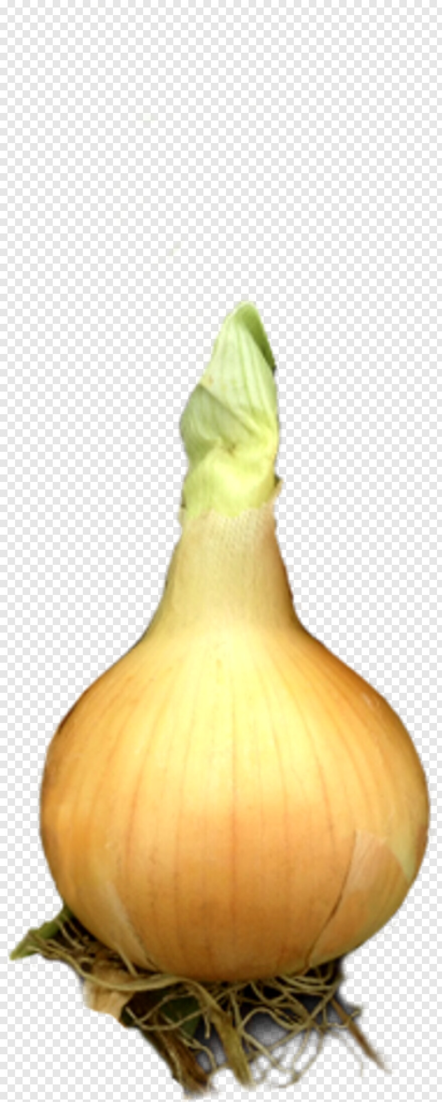 onion # 670319