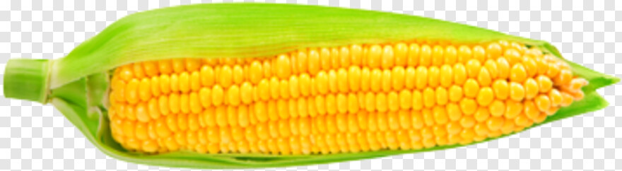 sweet-corn # 956449