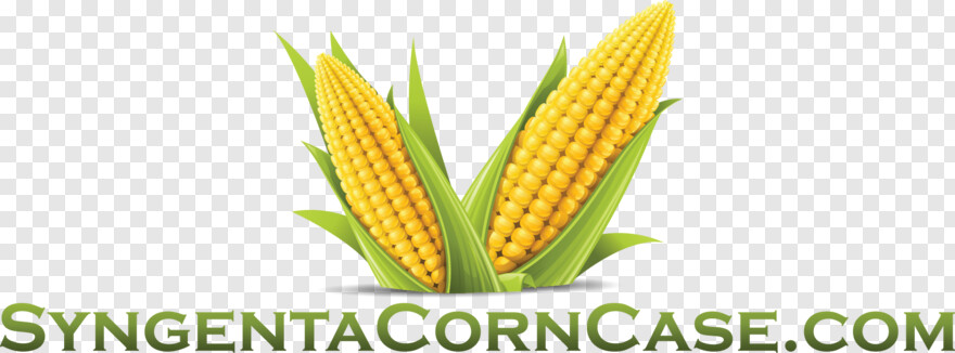 sweet-corn # 1053865