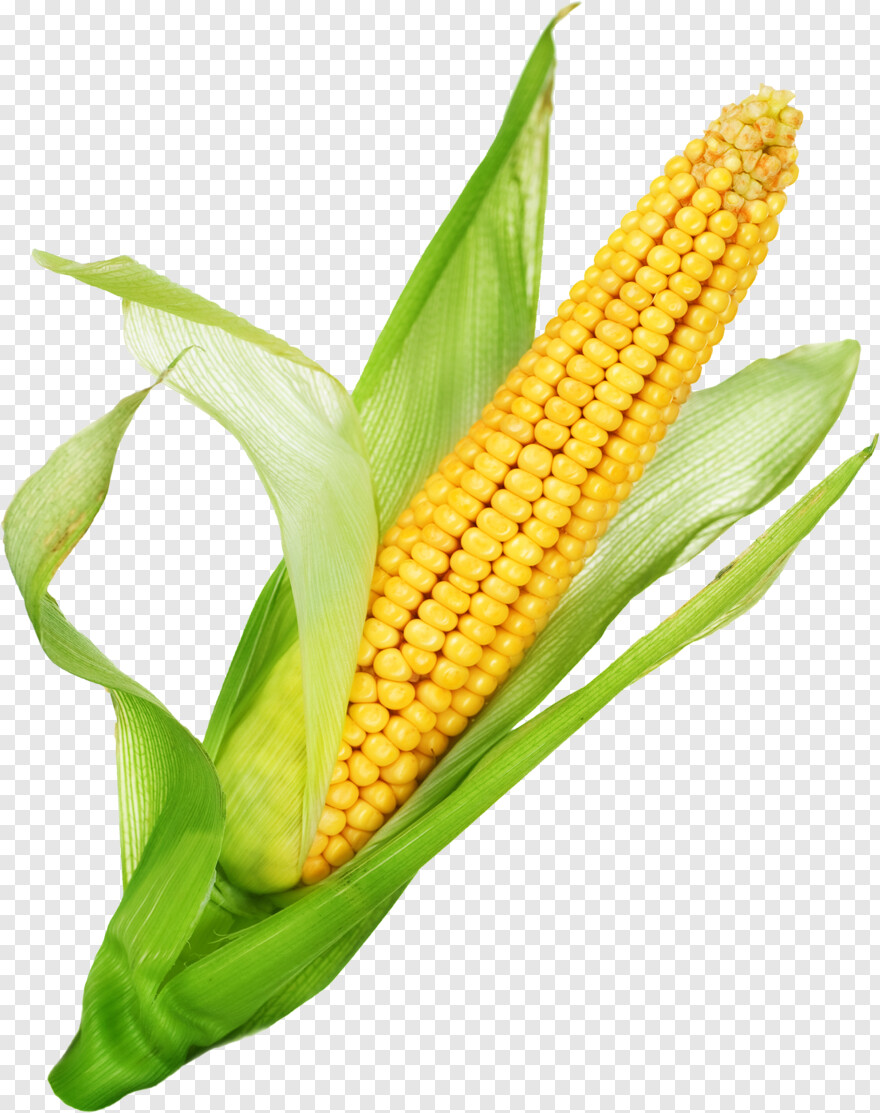 sweet-corn # 956468