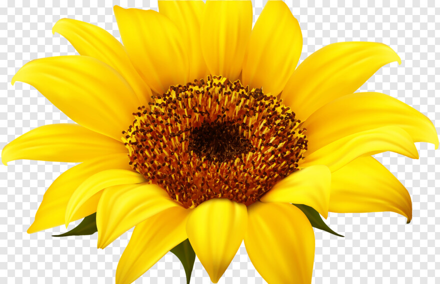sunflower # 608580