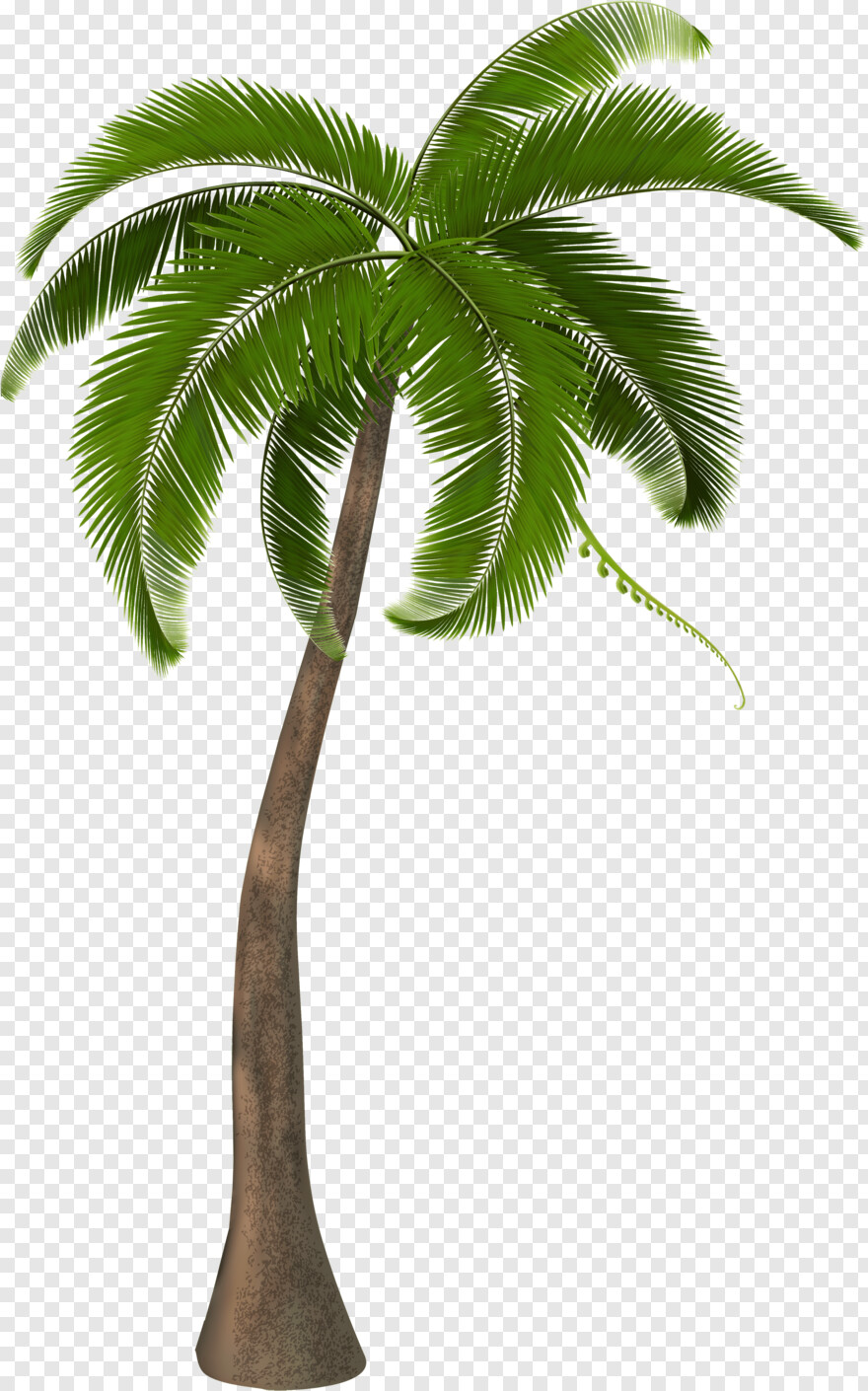 palm-tree # 461029