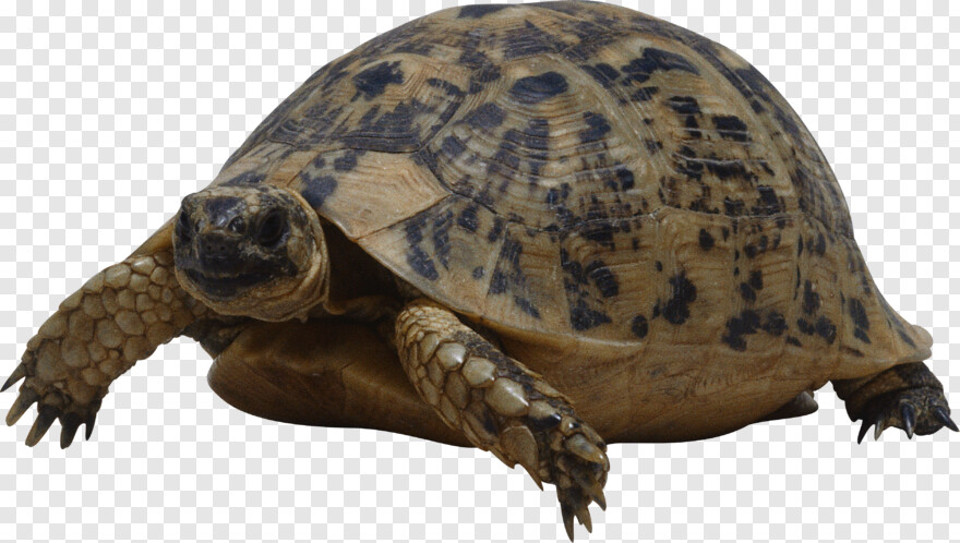 turtle # 597676