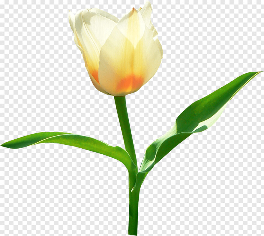 tulip # 735523