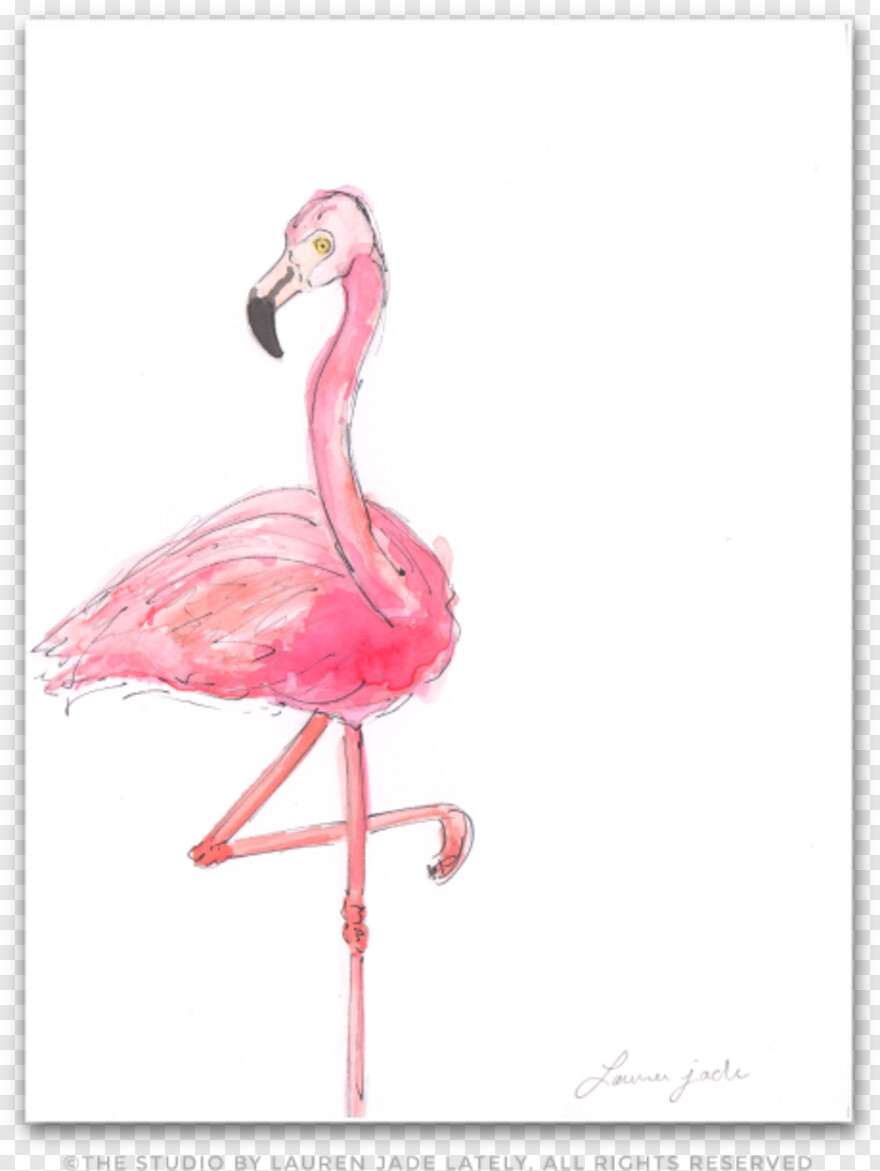 flamingo # 828756
