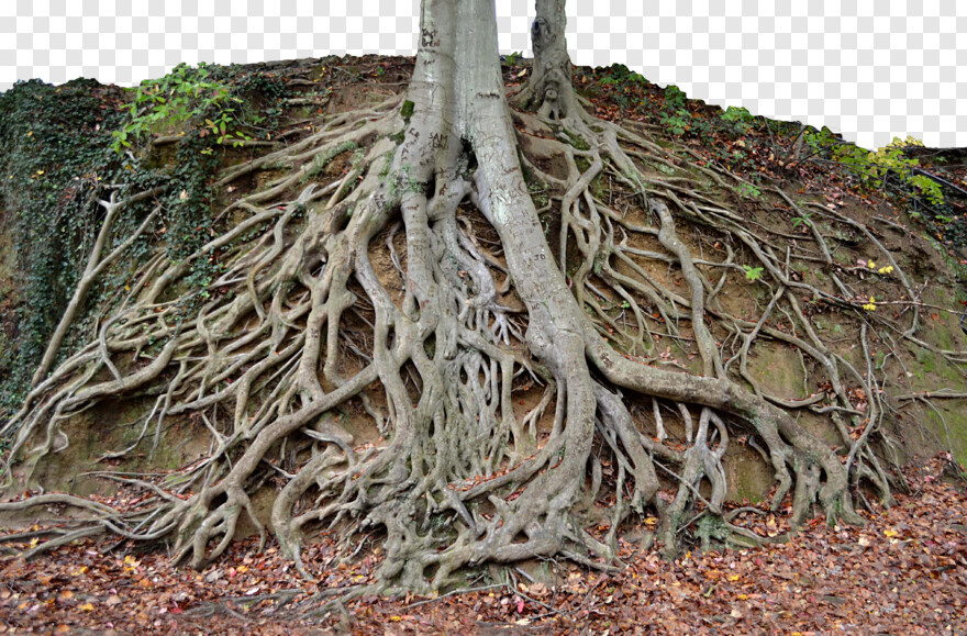 tree-roots # 459185