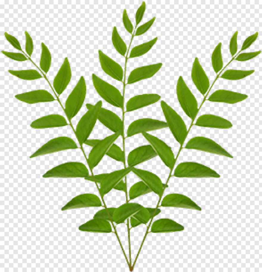 curry-leaves # 458997