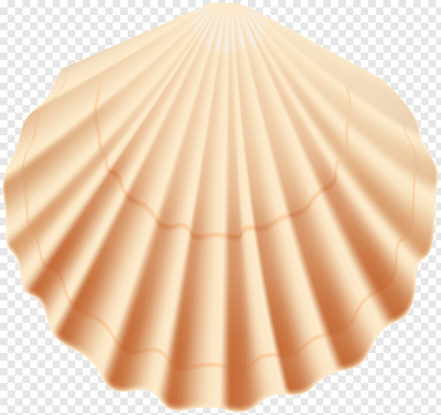 seashell # 472934