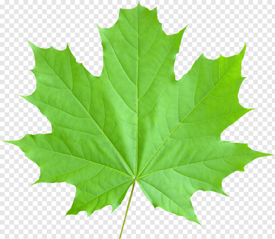 maple-leaf # 441988