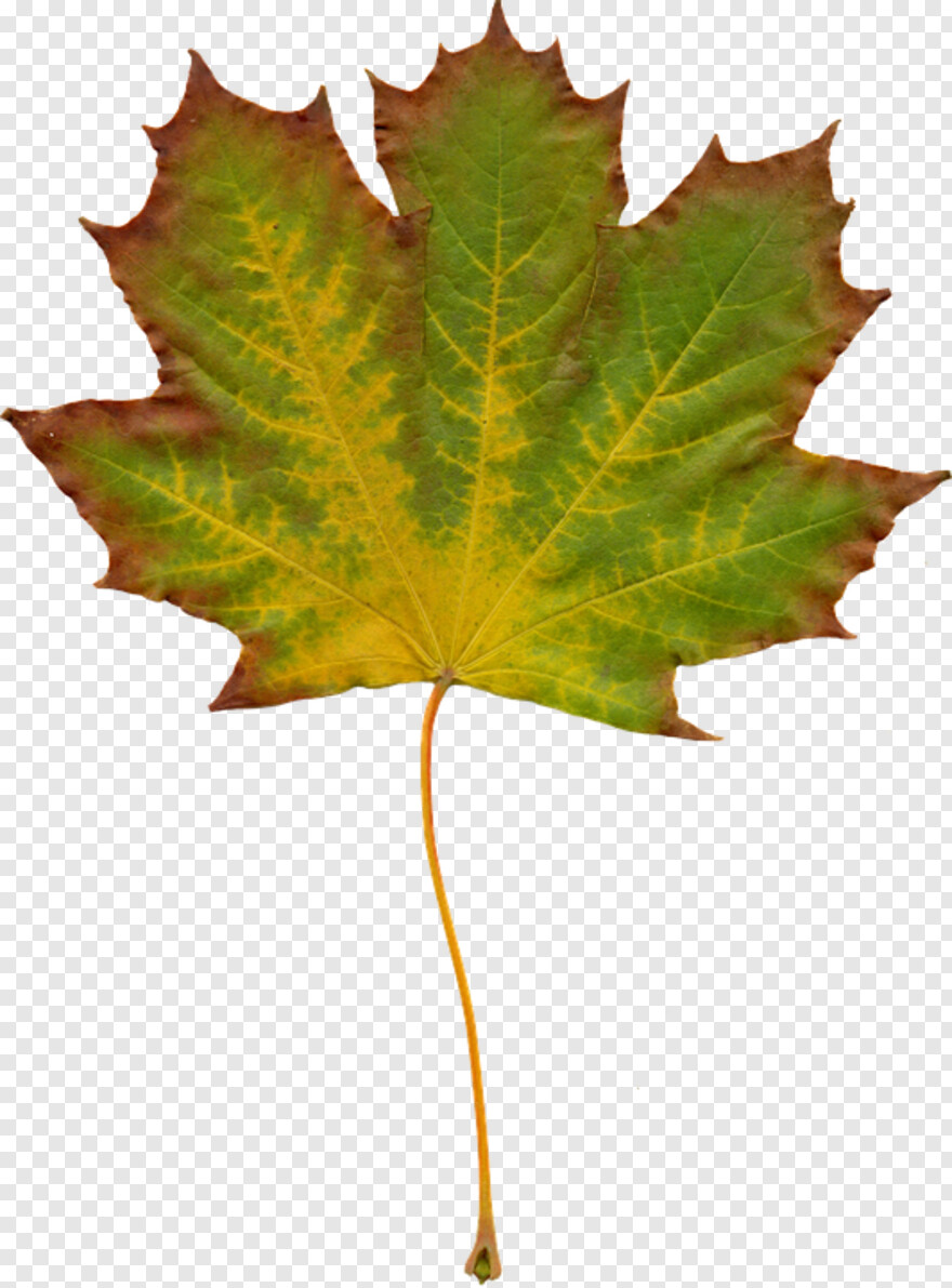 maple-leaf # 999221