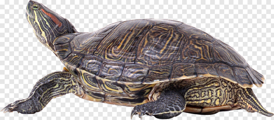 turtle # 597590
