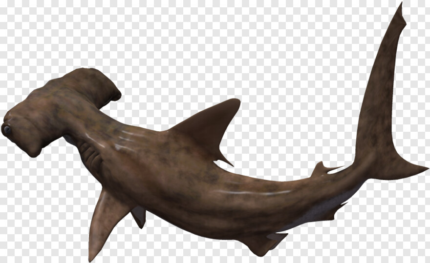 whale-shark # 775464
