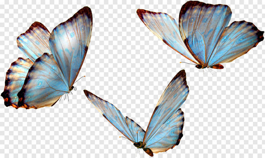 butterfly # 343519